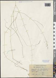 Poa palustris L., Siberia, Baikal & Transbaikal region (S4) (Russia)