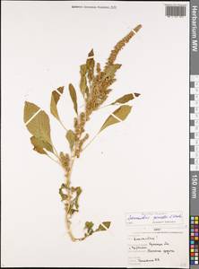 Amaranthus powellii S. Watson, Eastern Europe, Western region (E3) (Russia)