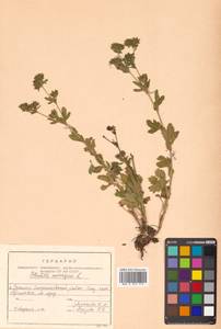 Potentilla norvegica L., Siberia, Russian Far East (S6) (Russia)