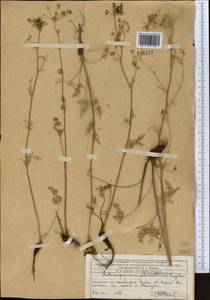 Aulacospermum tianschanicum (Korovin) C. Norman, Middle Asia, Western Tian Shan & Karatau (M3) (Kazakhstan)