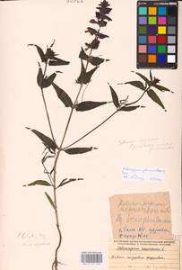 MHA 0 161 463, Melampyrum nemorosum var. polonicum Beauverd, Eastern Europe, Belarus (E3a) (Belarus)