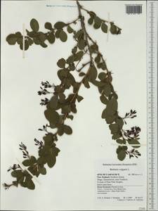 Berberis vulgaris L., Australia & Oceania (AUSTR) (New Zealand)