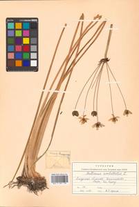 Butomus umbellatus L., Siberia, Russian Far East (S6) (Russia)