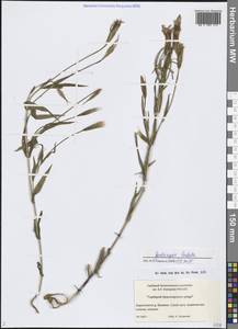 Gentianopsis barbata (Froel.) Ma, Siberia, Central Siberia (S3) (Russia)