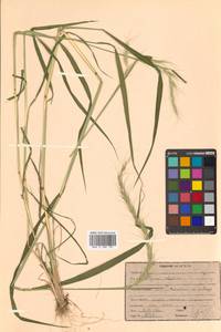 Elymus sibiricus L., Siberia, Russian Far East (S6) (Russia)