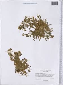 Draba hyperborea (L.) Desv., America (AMER) (United States)