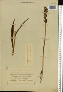 Dactylorhiza maculata (L.) Soó, Eastern Europe, Belarus (E3a) (Belarus)