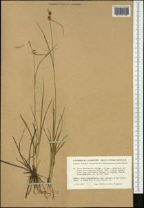 Carex lepidocarpa subsp. jemtlandica Palmgr., Western Europe (EUR) (Finland)