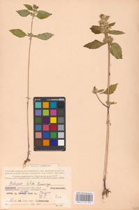 MHA 0 154 243, Galeopsis bifida Boenn., Eastern Europe, Northern region (E1) (Russia)