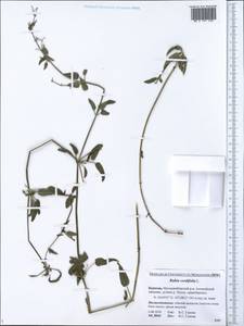 Rubia cordifolia L., Siberia, Baikal & Transbaikal region (S4) (Russia)