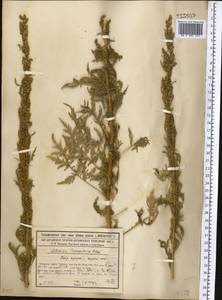 Artemisia tournefortiana Rchb., Middle Asia, Syr-Darian deserts & Kyzylkum (M7) (Kazakhstan)