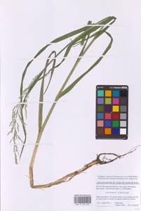 Glyceria nemoralis (R.Uechtr.) R.Uechtr. & Koern., Eastern Europe, Moscow region (E4a) (Russia)