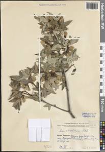 Acer pilosum var. stenolobum (Rehder) W. P. Fang, South Asia, South Asia (Asia outside ex-Soviet states and Mongolia) (ASIA) (China)