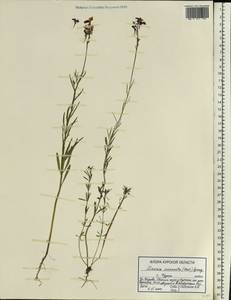 Linaria incarnata (Vent.) Spreng., Eastern Europe, Central forest-and-steppe region (E6) (Russia)