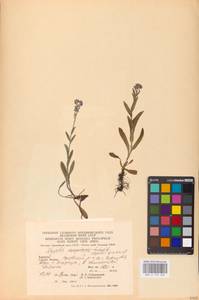 MHA 0 153 032, Myosotis alpestris F. W. Schmidt, Eastern Europe, West Ukrainian region (E13) (Ukraine)