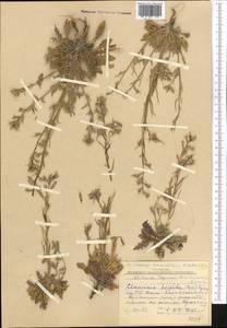 Parrya hispida (Regel) D. A. German & Al-Shehbaz, Middle Asia, Western Tian Shan & Karatau (M3) (Kazakhstan)