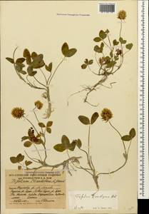 Trifolium ambiguum M.Bieb., Caucasus, South Ossetia (K4b) (South Ossetia)