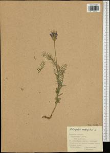 Astragalus onobrychis L., Eastern Europe, Central region (E4) (Russia)