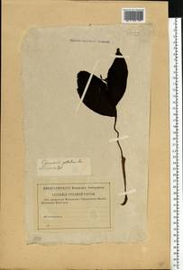 Cypripedium guttatum Sw., Eastern Europe, Middle Volga region (E8) (Russia)
