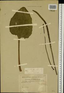 Plantago major L., Eastern Europe, North-Western region (E2) (Russia)