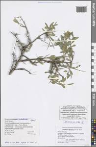 Atraphaxis frutescens (L.) Eversm., Siberia, Baikal & Transbaikal region (S4) (Russia)