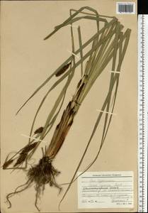 Carex riparia Curtis, Eastern Europe, North-Western region (E2) (Russia)