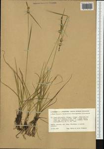 Carex lepidocarpa subsp. jemtlandica Palmgr., Western Europe (EUR) (Sweden)