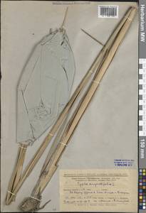 Typha angustifolia L., Eastern Europe, Lower Volga region (E9) (Russia)