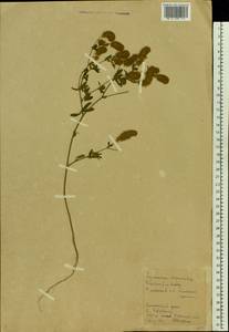 Trifolium arvense L., Eastern Europe, Western region (E3) (Russia)
