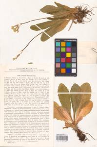 Primula elatior subsp. pallasii (Lehm.) W. W. Sm. & Forrest, Siberia, Altai & Sayany Mountains (S2) (Russia)