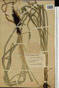 Carex utriculata Boott, Eastern Europe, Central forest region (E5) (Russia)