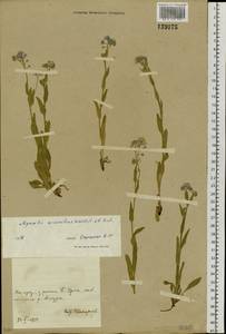 Myosotis alpestris F. W. Schmidt, Siberia, Russian Far East (S6) (Russia)
