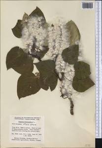 Populus balsamifera, America (AMER) (Canada)