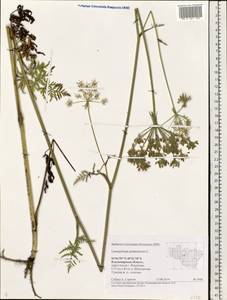 Silphiodaucus prutenicus subsp. prutenicus, Eastern Europe, Central region (E4) (Russia)