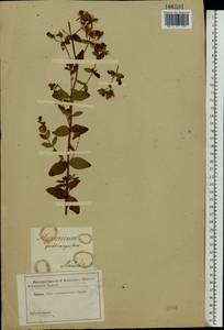 Hypericum maculatum, Eastern Europe, Central forest region (E5) (Russia)