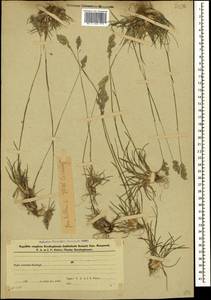 Poa bulbosa L., Caucasus, Azerbaijan (K6) (Azerbaijan)