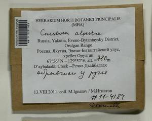 Cnestrum alpestre (Wahlenb.) Nyholm, Bryophytes, Bryophytes - Yakutia (B19) (Russia)