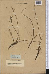 Sisyrinchium striatum Sm., Botanic gardens and arboreta (GARD) (Russia)