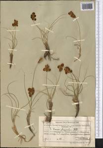 Carex physodes M.Bieb., Middle Asia, Muyunkumy, Balkhash & Betpak-Dala (M9) (Kazakhstan)