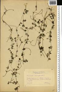 Ranunculus circinatus Sibth., Eastern Europe, Moscow region (E4a) (Russia)