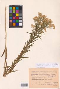 Galatella biflora (L.) Nees, Eastern Europe, Lower Volga region (E9) (Russia)