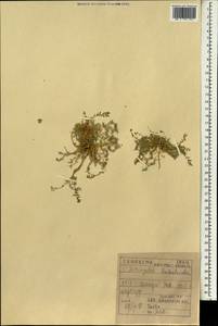 Astragalus tribuloides Delile, South Asia, South Asia (Asia outside ex-Soviet states and Mongolia) (ASIA) (Iraq)