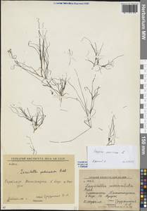 Zannichellia palustris subsp. pedicellata (Rosén & Wahlenb.) Arcang., Eastern Europe, Eastern region (E10) (Russia)