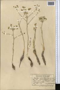 Oedibasis apiculata (Kar. & Kir.) Koso-Pol., Middle Asia, Western Tian Shan & Karatau (M3) (Kazakhstan)