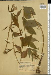 Campanula latifolia L., Eastern Europe, Central forest region (E5) (Russia)