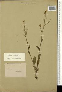 Sinapis arvensis L., Crimea (KRYM) (Russia)