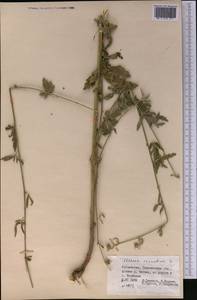 Althaea cannabina L., Middle Asia, Western Tian Shan & Karatau (M3) (Uzbekistan)