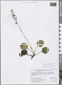 Pyrola rotundifolia L., Eastern Europe, Central forest region (E5) (Russia)