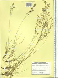 Deschampsia cespitosa subsp. cespitosa, Siberia, Central Siberia (S3) (Russia)