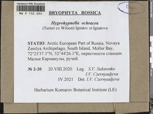 Hygrohypnella ochracea (Turner ex Wilson) Ignatov & Ignatova, Bryophytes, Bryophytes - European North East (B7) (Russia)